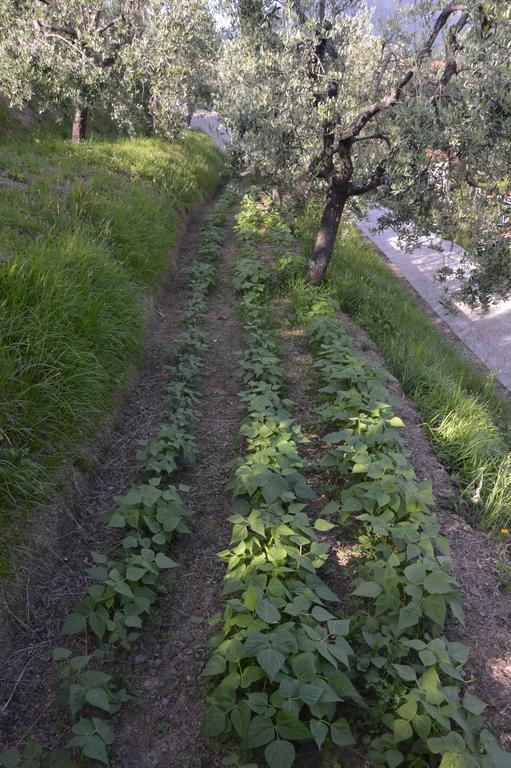 Il Trebbio Corsanico-Bargecchia
